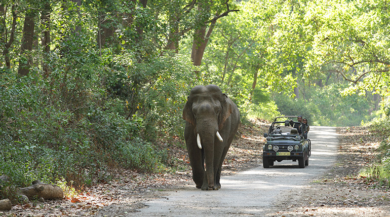 Jungle Safari